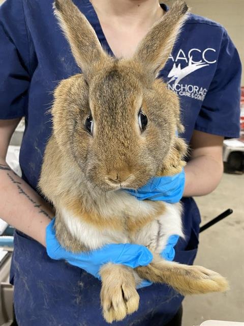 PLETHORA - Shorthaired Rabbit available for adoption