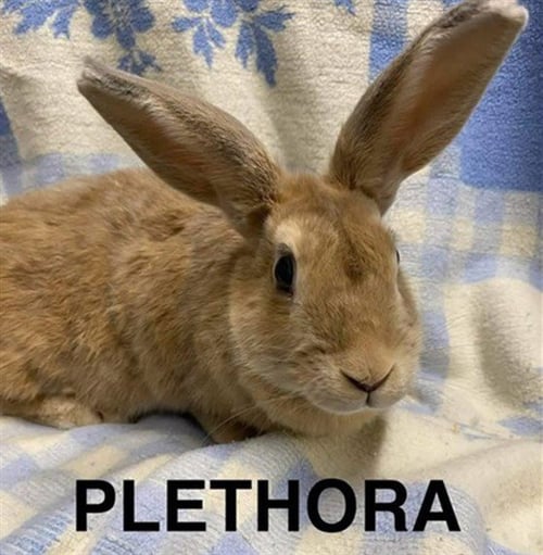 PLETHORA - Shorthaired Rabbit available for adoption
