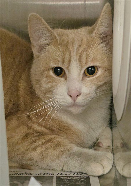 ARCHIE Image
