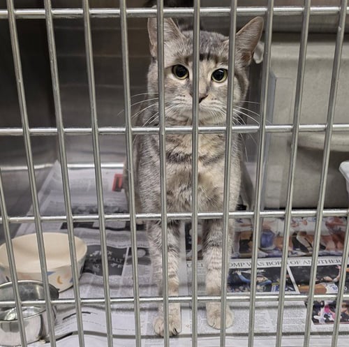 SANGRIA - Domestic Short Hair for adoption in Anchorage