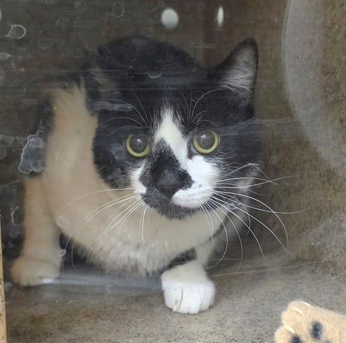 PEPE - Domestic Short Hair available for adoption