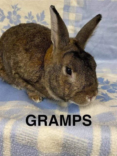 GRAMPS - Shorthaired Rabbit available for adoption