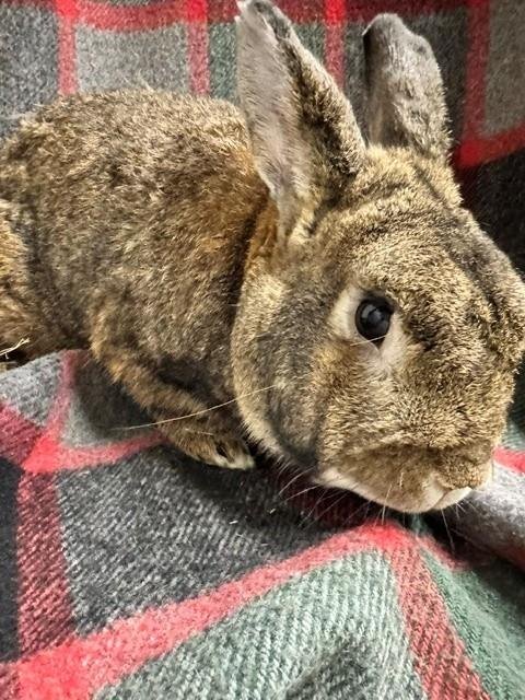 GRAMPS - Shorthaired Rabbit available for adoption