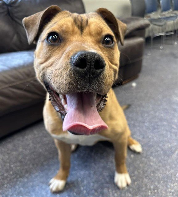 IRWIN - Labrador Retriever / Pit Bull Terrier for adoption in Anchorage