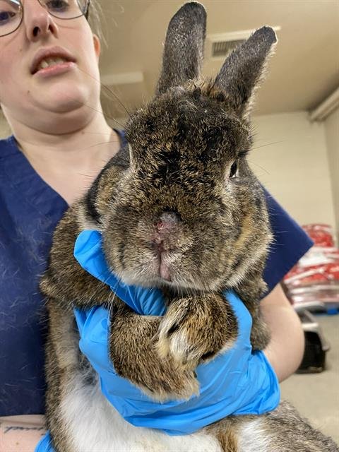 GRAMPS - Shorthaired Rabbit available for adoption