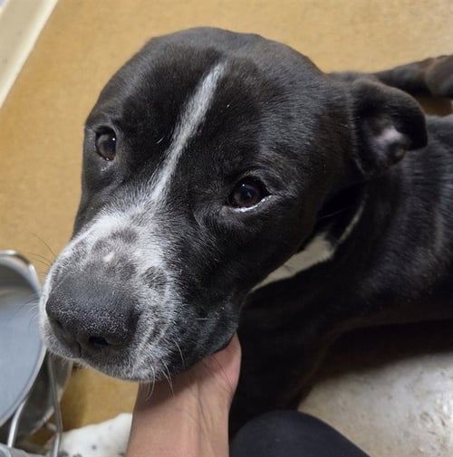 TREMOLO - Pit Bull Terrier available for adoption