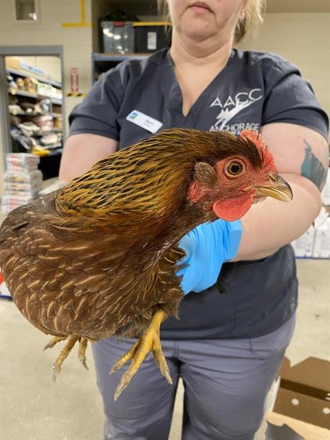 A303805 - Chicken available for adoption