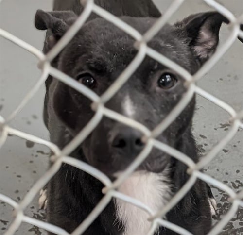 NACHO - Pit Bull Terrier / Husky available for adoption