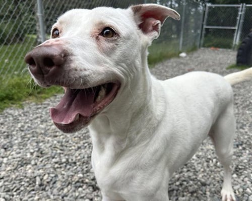 ATHENA - Pit Bull Terrier available for adoption