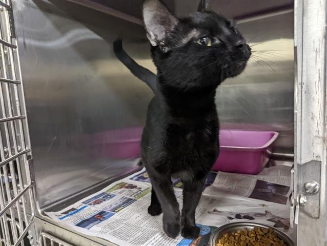 NYLA - Domestic Short Hair for adoption in Anchorage