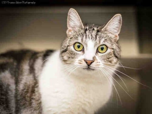 SIGNA - Domestic Short Hair for adoption in Anchorage