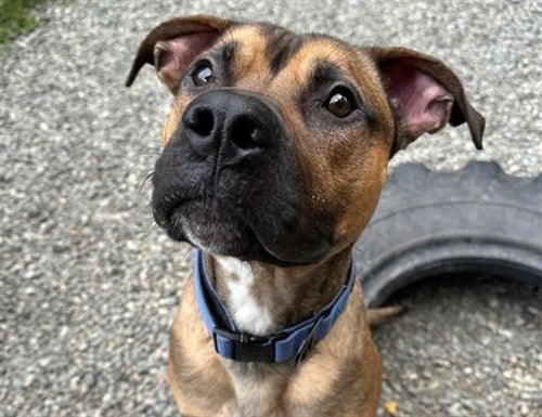 BROOKS - American Bulldog available for adoption