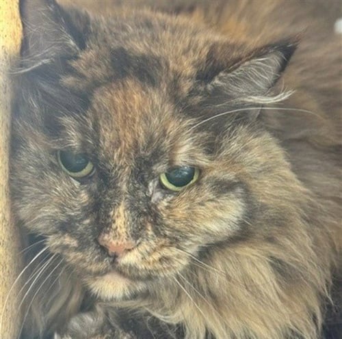 ZOEY MARIE - Domestic Long Hair available for adoption
