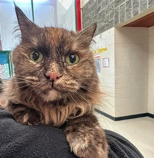 ZOEY MARIE - Domestic Long Hair available for adoption