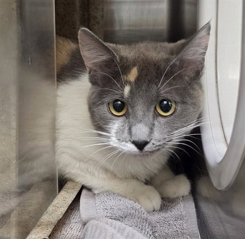 CHARLOTTE - Domestic Short Hair available for adoption