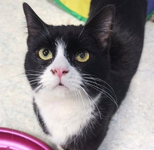 BRAHMS - Domestic Short Hair for adoption in Anchorage