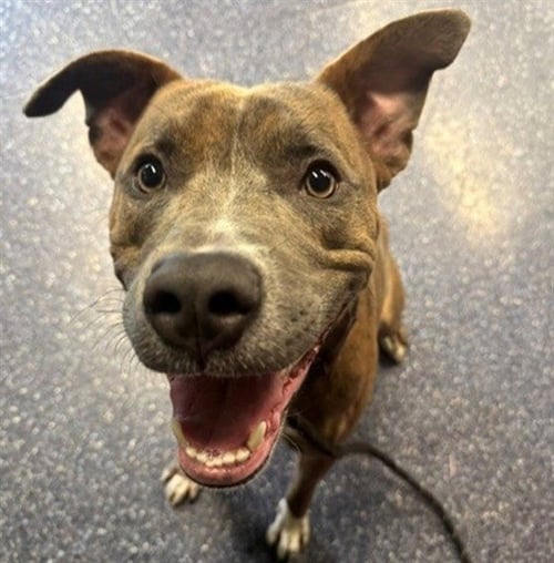 P. SHERMAN - Pit Bull Terrier available for adoption