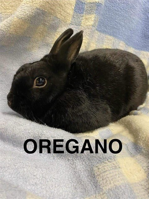 OREGANO - Shorthaired Rabbit available for adoption