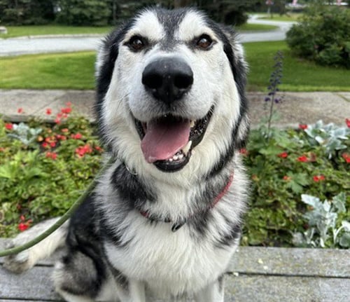 RAIDER - Alaskan Malamute for adoption in Anchorage