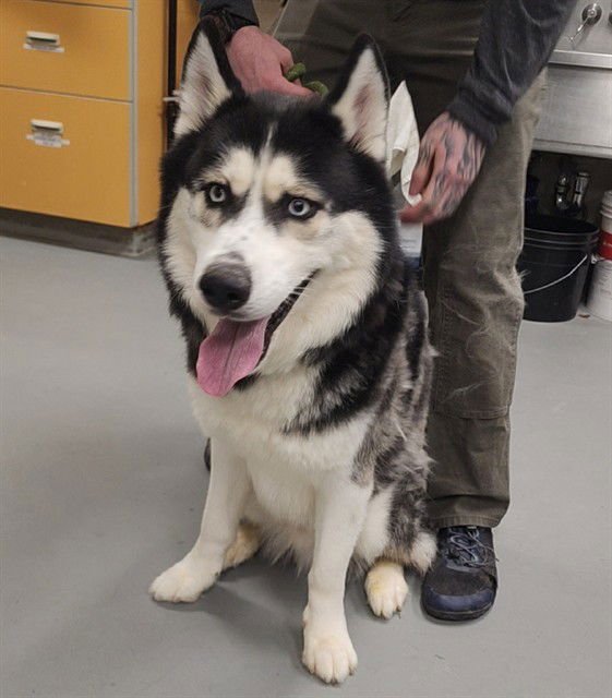 GILMORE - Siberian Husky for adoption in Anchorage