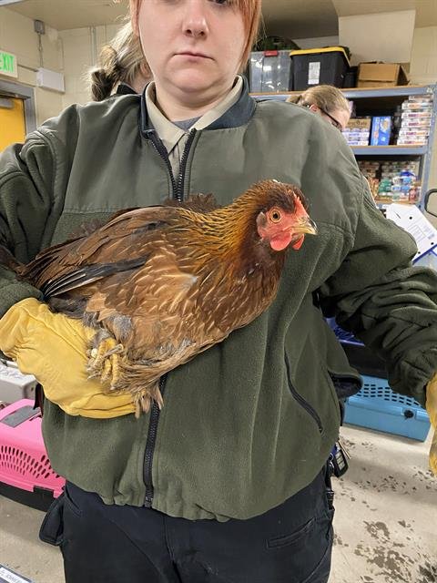 A303808 - Chicken available for adoption