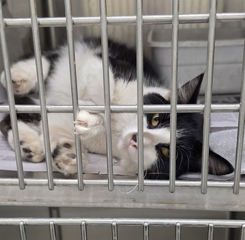 HANK - Domestic Short Hair available for adoption