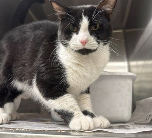 SPRUCE - Domestic Short Hair for adoption in Anchorage
