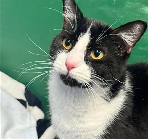 SPRUCE - Domestic Short Hair available for adoption