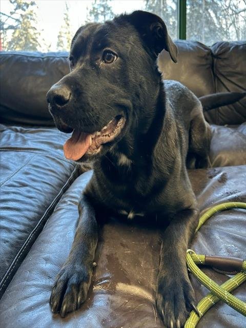 SHAKIRA - Labrador Retriever available for adoption