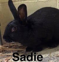 SADIE - Photo 1