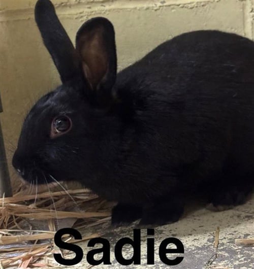 SADIE - Shorthaired Rabbit available for adoption