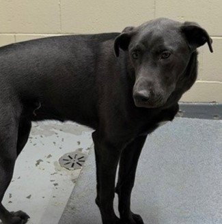 SAMMY - Labrador Retriever available for adoption
