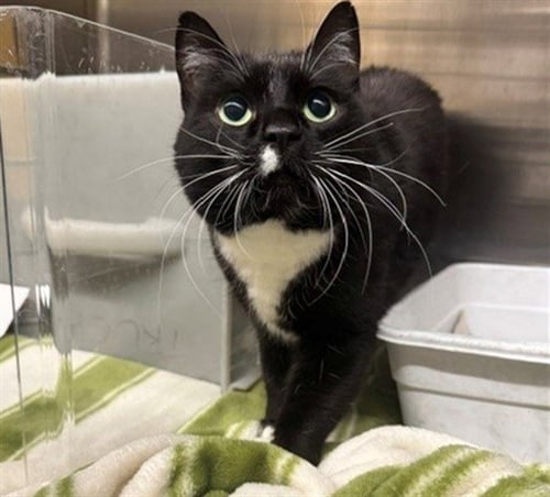 PRINCESS DONUT - Domestic Short Hair for adoption in Anchorage