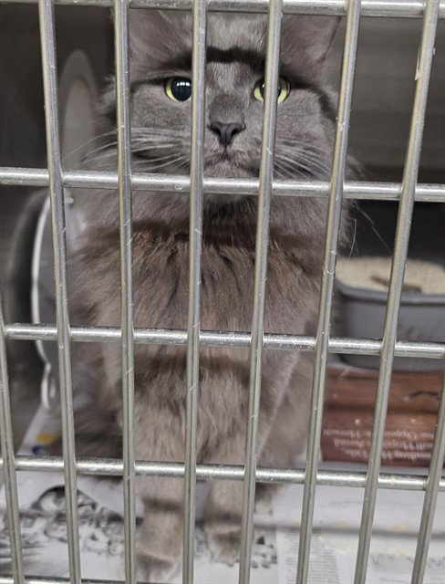 SOLAR - Domestic Long Hair available for adoption
