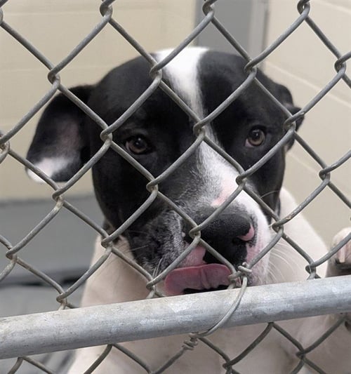 RONNIE - Pit Bull Terrier available for adoption