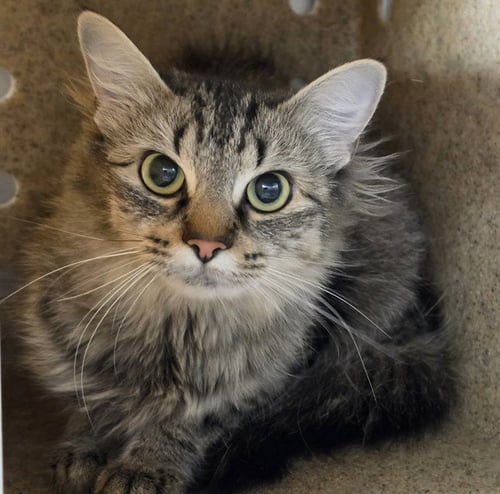 TIFFANY - Domestic Long Hair available for adoption