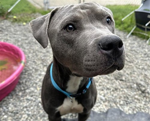 MUCHO - Pit Bull Terrier available for adoption