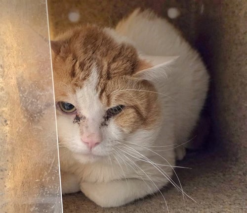BENVOLIO - Domestic Short Hair available for adoption