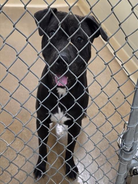 LUNA - Pit Bull Terrier available for adoption