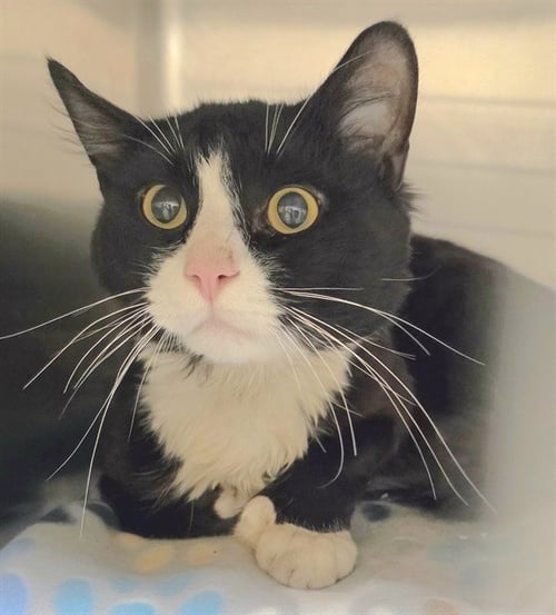 COOKIE - Domestic Short Hair for adoption in Anchorage