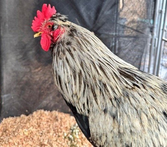 CLUCK KENT Image