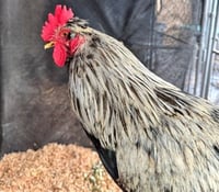 CLUCK KENT - Photo 1