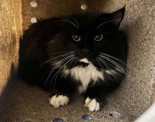 ROTINI - Domestic Long Hair for adoption in Anchorage
