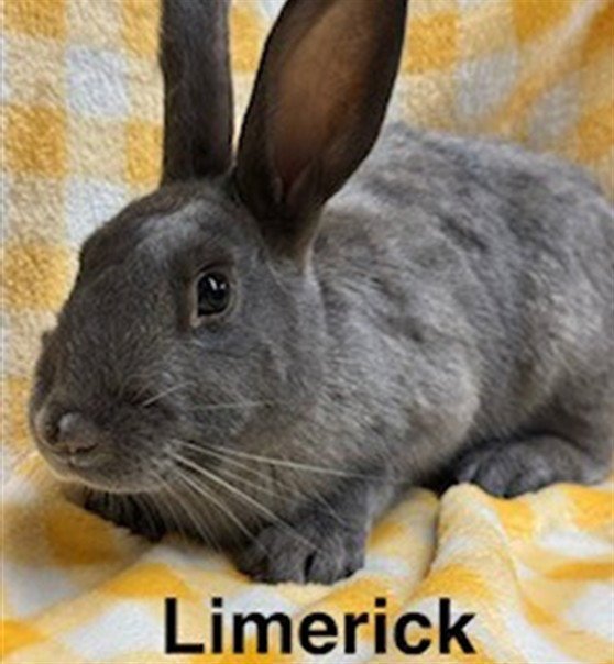 LIMERICK Image
