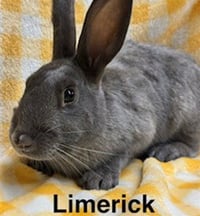 LIMERICK - Photo 1