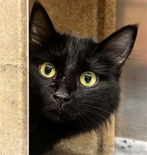 MULAN - Domestic Long Hair available for adoption