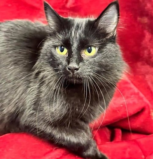 MULAN - Domestic Long Hair available for adoption