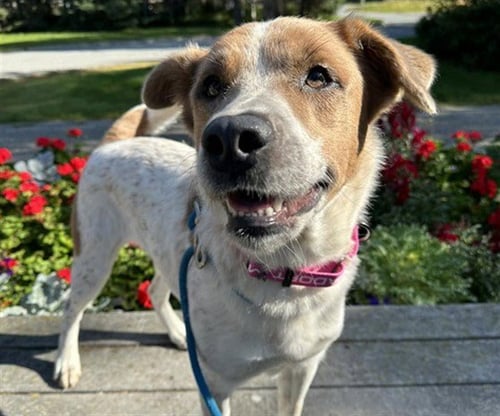 NUTMEG - Australian Cattle Dog/Blue Heeler available for adoption