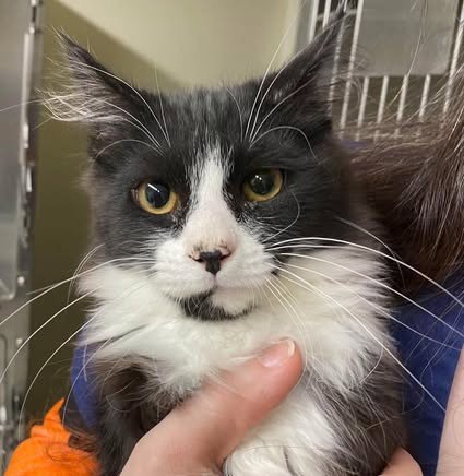 BUTTONS - Domestic Long Hair for adoption in Anchorage