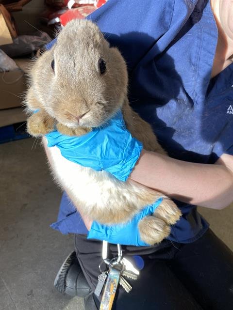 OODLE - Shorthaired Rabbit available for adoption